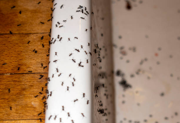 Best Residential Pest Control  in Gibsonia, PA